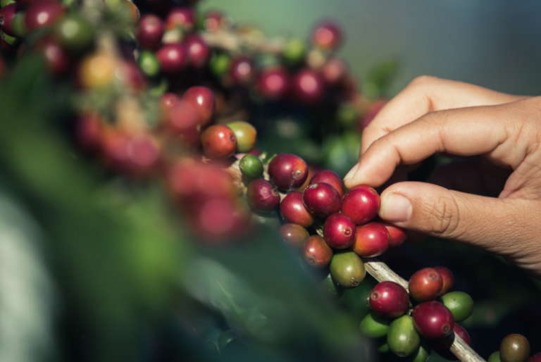 A produção de café e sua contribuição para o desenvolvimento rural